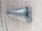 Te koop haaientand van 4 centimeter groot, Ophalen of Verzenden, Fossiel
