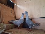 Mooie syriesche duiven, Dieren en Toebehoren, Vogels | Duiven, Meerdere dieren, Overige soorten