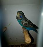 Blackface split blackwing vrouw, Vrouwelijk, Parkiet, Geringd