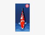 Banner sanke, Karper of Koi