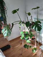 Free monstera plant, Overige soorten, Minder dan 100 cm, Ophalen of Verzenden, Halfschaduw