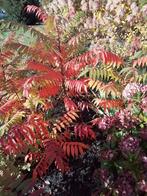 Fluweelboom, Ophalen, Overige soorten, Volle zon