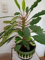 Madagascar Jewel, Euphorbia Leuconeura diverse planten., Ophalen, Overige soorten, Halfschaduw, Minder dan 100 cm