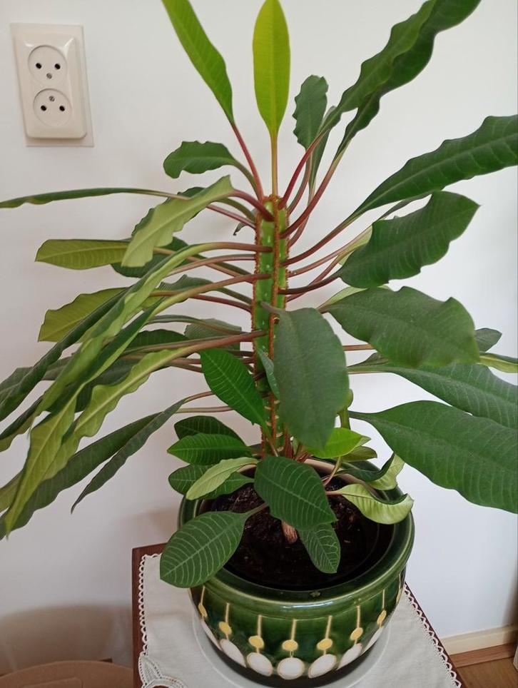Madagascar Jewel, Euphorbia Leuconeura diverse planten., Huis en Inrichting, Kamerplanten, Overige soorten, Minder dan 100 cm