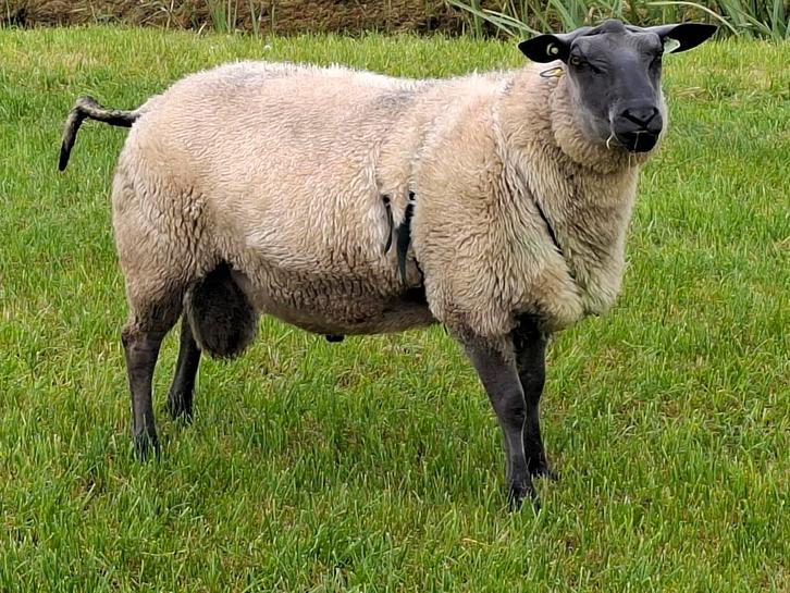 Prachtige stamboek overjarige bleu du main dekram., Dieren en Toebehoren, Schapen, Geiten en Varkens, Schaap, Mannelijk, 0 tot 2 jaar