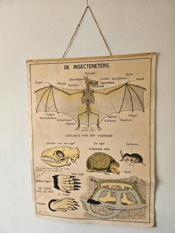 Vintage schoolplaat "vleermuis" beschikbaar voor biedingen