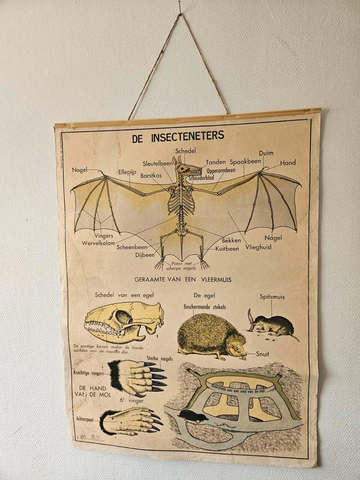 Vintage schoolplaat "vleermuis", Antiek en Kunst, Curiosa en Brocante, Ophalen of Verzenden