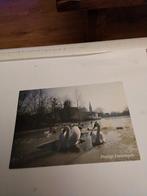 ROB. CHRISPIJN. 1995.     ZWANEN  IN OPEN PLEK VAN IJS, Ophalen of Verzenden, 1980 tot heden