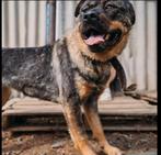 Rottweiler mix, asielhond, ter adoptie, Particulier, Rabiës (hondsdolheid), Overige rassen, Buitenland