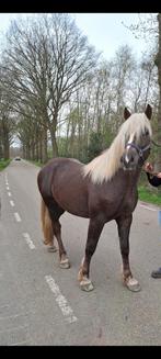 Ter dekking .zwartswalder fuchs ., Dieren en Toebehoren, Hengst