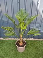 Palm, Trachycarpus WAGNERIANUS, winterhard, Tuin en Terras, Planten | Tuinplanten, Ophalen of Verzenden, Zomer, Overige soorten