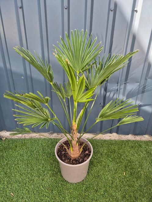 Palm, Trachycarpus WAGNERIANUS, winterhard, Tuin en Terras, Planten | Tuinplanten, Overige soorten, Volle zon, Zomer, Ophalen of Verzenden
