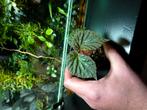 Begonia saripoi, Ophalen of Verzenden, Halfschaduw, Minder dan 100 cm