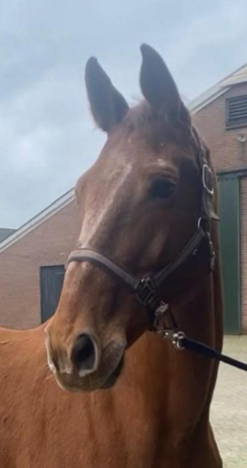 Drachtige KWPN fokmerrie Ster, Prok (Gribaldi x Flemmingh), Dieren en Toebehoren, Paarden, Merrie, Niet van toepassing, 170 tot 175 cm