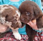 8 schattige Labrador x Bordercollie pups, Dieren en Toebehoren, CDV (hondenziekte), 8 tot 15 weken, Labrador retriever, Meerdere