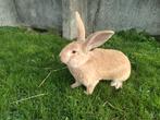 Vlaamse reus, Dieren en Toebehoren, Konijnen, Mannelijk, Groot