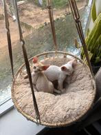 Devon Rex kittens (poesjes) met stamboom, Dieren en Toebehoren, Katten en Kittens | Raskatten | Korthaar, Poes, Gechipt, 0 tot 2 jaar