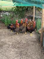 Hele mooi rood porselein leghorns te koop, Dieren en Toebehoren, Pluimvee, Mannelijk, Kip
