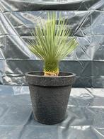 Yucca rostrata compleet in pot, Tuin en Terras, Planten | Tuinplanten, Verzenden, Zomer, Overige soorten, Volle zon