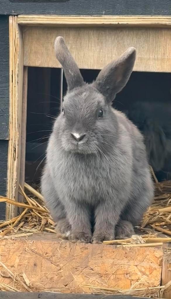 Dwergkonijn voedster, Dieren en Toebehoren, Konijnen, Dwerg, Vrouwelijk, 0 tot 2 jaar