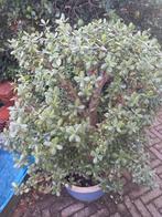 Prachtige grote Crassula Ovata, Huis en Inrichting, Kamerplanten, Ophalen, Halfschaduw