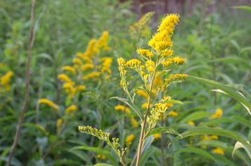 20 Tuinplanten Guldenroede beschikbaar voor biedingen