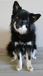 Lieve IJslandse poolhond tri colour met stamboom!, 6 jaar of ouder, Overige rassen, Teef, Parvo