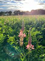 Esparcette brok, Dieren en Toebehoren, Ophalen of Verzenden, Vee