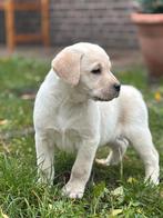 Gele Labrador pup, reutje, Dieren en Toebehoren, Honden | Retrievers, Spaniëls en Waterhonden, Nederland, Reu, CDV (hondenziekte)