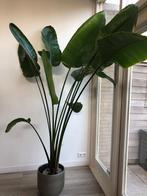 Kamerplant "Strelitzia Nicolai", Ophalen, 200 cm of meer, Overige soorten, Halfschaduw