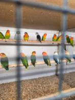 Fischeries, Dieren en Toebehoren, Vogels | Parkieten en Papegaaien, Meerdere dieren, Parkiet