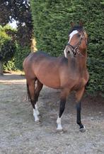 Super knappe allrounder te koop!, Dieren en Toebehoren, Pony's, Ruin, Met stamboom, 3 tot 6 jaar