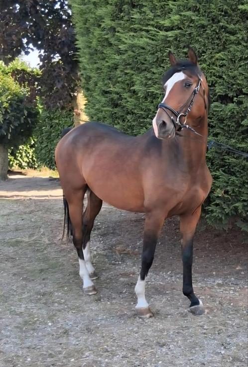 Super knappe allrounder te koop!, Dieren en Toebehoren, Pony's, Ruin, 3 tot 6 jaar, Met stamboom