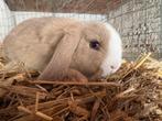 Konijn meisje, Dieren en Toebehoren, Konijnen, Vrouwelijk, Klein, Hangoor, 0 tot 2 jaar