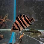 Datnioides microlepis, Dieren en Toebehoren, Vissen | Aquariumvissen, Vis, Zoetwatervis