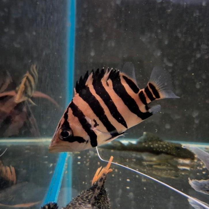 Datnioides microlepis, Dieren en Toebehoren, Vissen | Aquariumvissen, Zoetwatervis, Vis