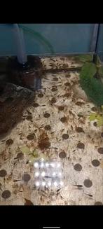 Halfmoon koi baby betta fry, Vis