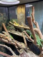 leguanen, Dieren en Toebehoren, Reptielen en Amfibieën, Hagedis, 0 tot 2 jaar