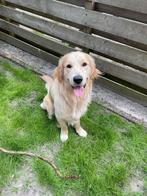 Lieve Golden retriever reu van 3 jaar zoekt een thuis, Dieren en Toebehoren, Reu, Eén hond, 3 tot 5 jaar, Nederland