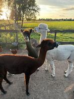 Mest van alpaca’s, Tuin en Terras, Ophalen, Mest