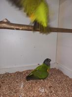 Bonte boeren/ senegal papegaaien  te koop, Dieren en Toebehoren, Vogels | Parkieten en Papegaaien, Meerdere dieren, Papegaai
