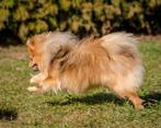 Pomerian️, Dieren en Toebehoren, België, Particulier, 1 tot 2 jaar, Teef