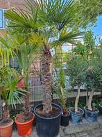 Winterharde palmbomen | Trachycarpus | Europese dwergpalm, Ophalen of Verzenden, Zomer, Volle zon, Palmboom