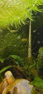 Guppy's nog kleine, Vis, Zoetwatervis