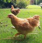 Prachtige Wyandotte Buff hanen, Dieren en Toebehoren, Pluimvee, Mannelijk, Kip