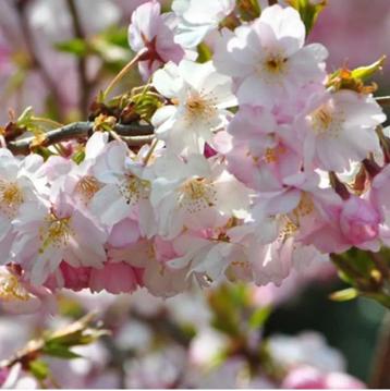 Prunus Autumnalis Rosea - Japanse sierkers op stam beschikbaar voor biedingen