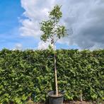 Krentenboom | Amelanchier arborea Robin Hill, In pot, Halfschaduw, Lente, 250 tot 400 cm