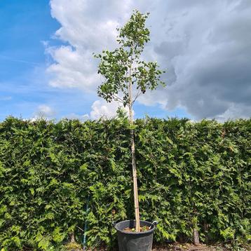 Krentenboom | Amelanchier arborea Robin Hill beschikbaar voor biedingen