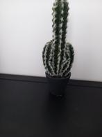 Kunst Cactus - Decoratief en Onderhoudsvrij, Minder dan 100 cm, Groene kamerplant, Halfschaduw, Ophalen of Verzenden