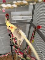 Tamme valkparkiet, Vrouwelijk, Parkiet